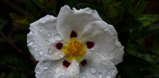 Czy dzieci mogą pić czystek?