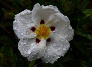 Czy dzieci mogą pić czystek?