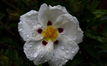 Czy dzieci mogą pić czystek?