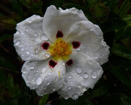 Czy dzieci mogą pić czystek? Czy dzieci mogą pić czystek?