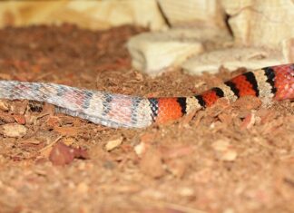 Jak nosić koszulę oversize?