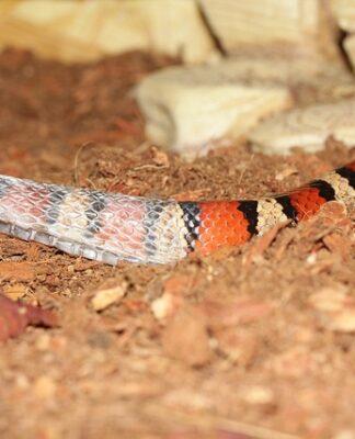 Jak nosić koszulę oversize?