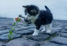 Jakie są drogie torebki damskie? Jakie są drogie torebki damskie?