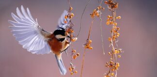 Co cieplejsze pierze czy piorą?