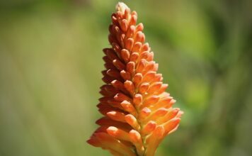 Jakie kozaki są modne?