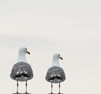 Co to znaczy zintegrowany kaptur?