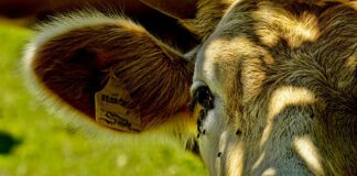 Jak pozbyć się much w domu? Jak pozbyć się much w domu?