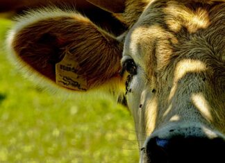 Jak pozbyć się much w domu?