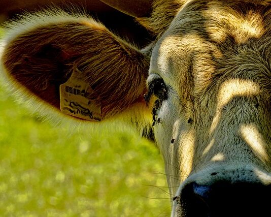 Jak pozbyć się much w domu?