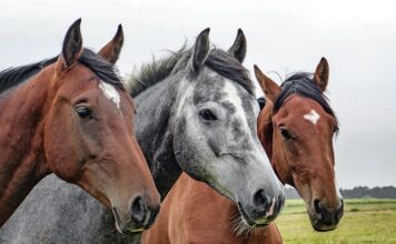 Jakie nakrycie głowy na upały?