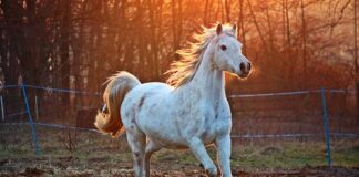 Jak zrobić arabski turban?