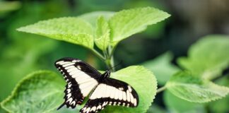 O czym mówi ogon kota?