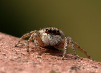 Jak wiązać skoczka? Jak wiązać skoczka?