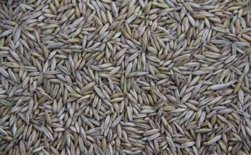 Kto produkuje zegarki Casio?