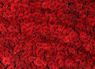 Czym się różni marynarka od smokingu? Czym się różni marynarka od smokingu?