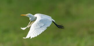 Jak wiązać muchy wędkarskie?