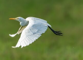 Jak wiązać muchy wędkarskie? Jak wiązać muchy wędkarskie?
