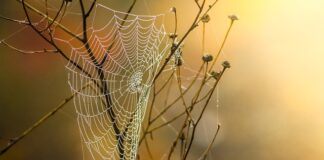 Jak zrobić pułapkę na muszki?