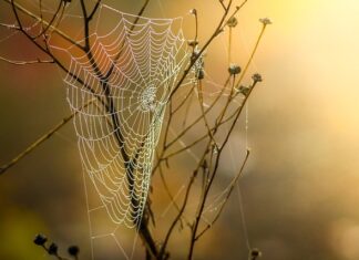 Jak zrobić pułapkę na muszki? Jak zrobić pułapkę na muszki?