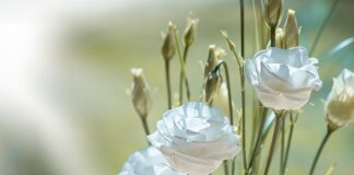 Co oznacza kolor biały na fladze Polski?