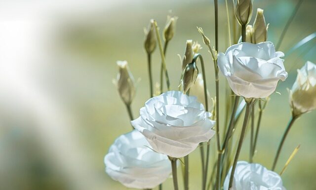 Co oznacza kolor biały na fladze Polski?