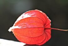 Jak samemu zrobić lampion?