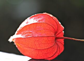 Jak samemu zrobić lampion?