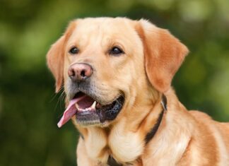 Ile litrów krwi jest w człowieku?