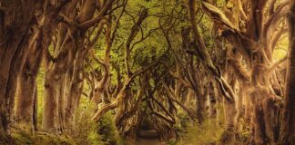 Jak zrobić wiejski kociołek?