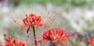 Co nie przepuszcza promieniowania?