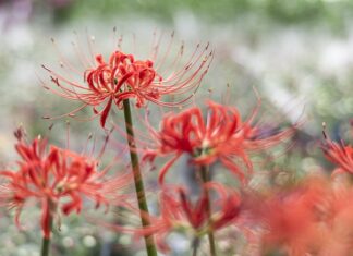 Co nie przepuszcza promieniowania? Co nie przepuszcza promieniowania?