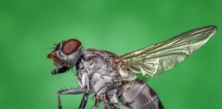 Po co mucha siada na człowieku?