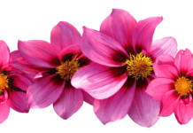 Jaka waga jubilerska forum?