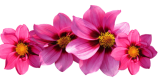 Jaka waga jubilerska forum?