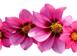 Jaka waga jubilerska forum?