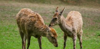 Jaki krój płaszcza dla niskiej osoby?