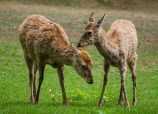 Jaki krój płaszcza dla niskiej osoby?