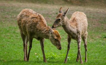 Jaki krój płaszcza dla niskiej osoby? Jaki krój płaszcza dla niskiej osoby?
