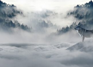 Ile kurtek na zimę? Ile kurtek na zimę?