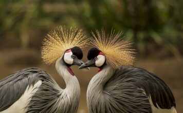 Co oznaczają nakrycia głowy u Arabów?