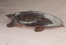 Czy softshell jest przeciwdeszczowy? Czy softshell jest przeciwdeszczowy?