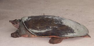 Czy softshell jest przeciwdeszczowy?