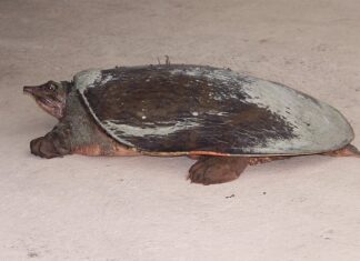 Czy softshell jest przeciwdeszczowy? Czy softshell jest przeciwdeszczowy?