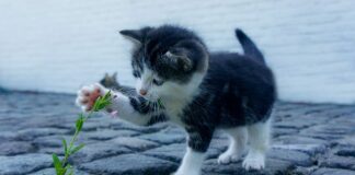 Jaki kamień jest na szczęście?