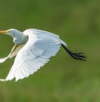 Czemu muchy lecą do mnie?