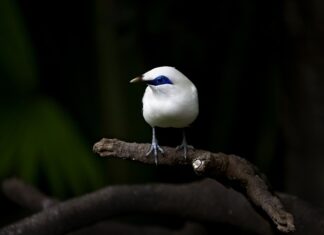 Czy białe buty pasują do czarnej kurtki? Czy białe buty pasują do czarnej kurtki?