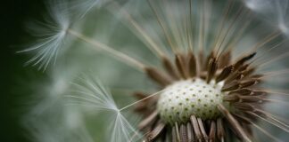 Czy puchową kurtkę można prać w pralce?