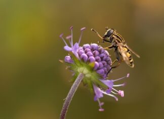 W czym na wesele mucha czy krawat?