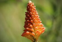 Jakie kozaki kupić?