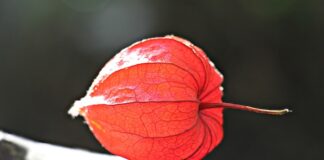 Jak zrobić lampion z bibuły?